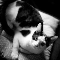 うしにゃん 会員画像