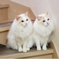 きのこん 会員画像