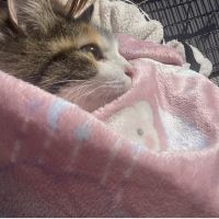 にゃんちゃろす 会員画像