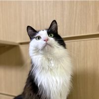 しろくろ茶さん