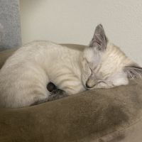 コハクマルさん