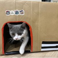 ぽんぽんたろ