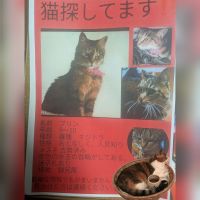 ミーにょんさん