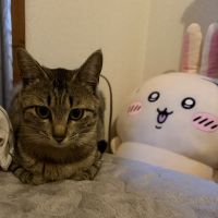 もどぅこやんいさん