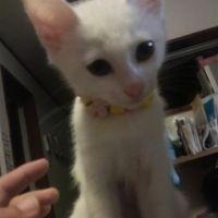 レナホーン 会員画像