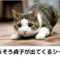 ぼるさりーの 会員画像