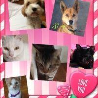 猫大好きにゃん 会員画像