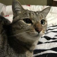 にゃんぷり 会員画像