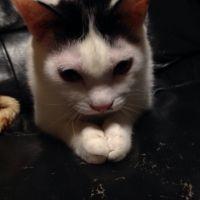 ふくパパさん