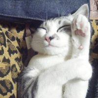 lunatoki 会員画像