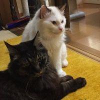 シャールのママ 会員画像