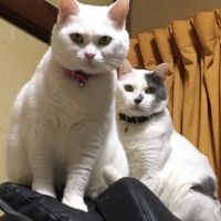 葵ちゃん 会員画像