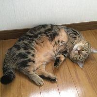 ミクニャン 会員画像