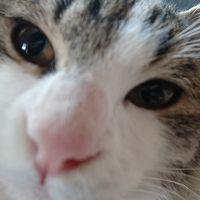 crazycat 会員画像