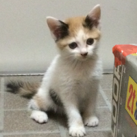 子猫丸 会員画像