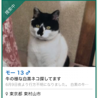 諏訪町ネコ 会員画像