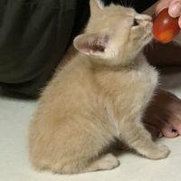 嵐いた犬 会員画像