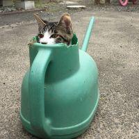 チキネズミ 会員画像