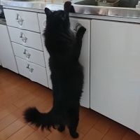 ぶーぶー1961 会員画像