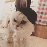 pazukumi 会員画像