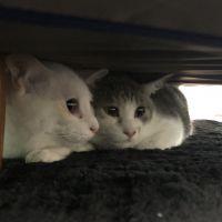 ののアキさん