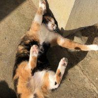 即席うどん 会員画像