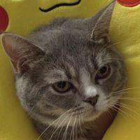 ねこのぱんち 会員画像