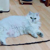 のりべ 会員画像