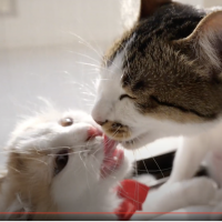 あずきちゃんの猫御殿さん