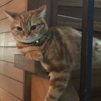 毛ガニ 会員画像