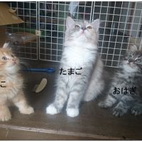 たーたんまま 会員画像