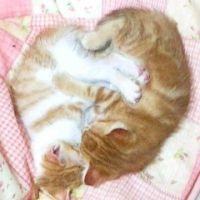 ねこのひとみ 会員画像