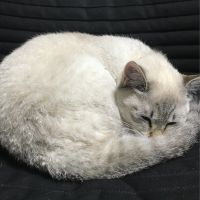 @ココ 会員画像