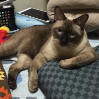 hikaruroyさん