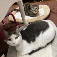 メッシのママさん