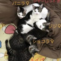 保護猫五兄弟さん