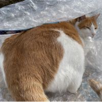 ヤマナカ ナカヤマ 会員画像