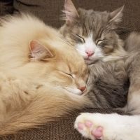 ミマリ 会員画像