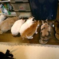 ねこじじぃ 会員画像