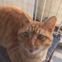 たにゆう 会員画像