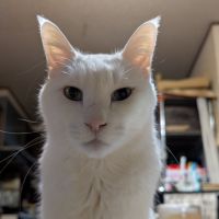 ふなむしさん