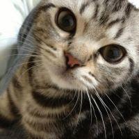 茶子姫 会員画像