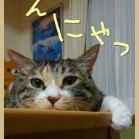 しゃけおにぎり 会員画像