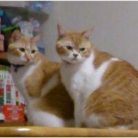 かちみり 会員画像