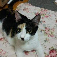 れんげ草 会員画像