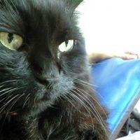 かげにゃ 会員画像