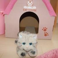 ルルロロ55 会員画像