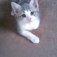 catslover 会員画像