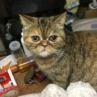 猫カフェねこじゃらしさん