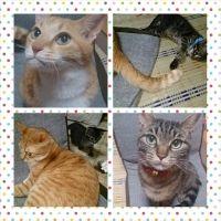 ねこおママ 会員画像